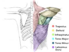 Muscles des épaules